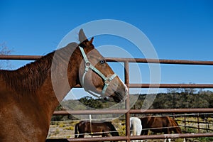 Blue eye of brown horse against blue sky background