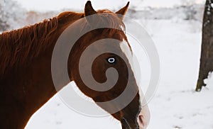 Blue eye of brown horse in snow