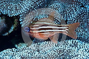 Blue-eye Cardinalfish Ostorhinchus compressus