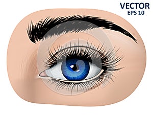 Blue eye, eyebrow and long eyelashes.