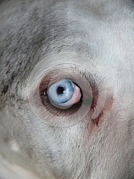 Blue eye of a Great Dane, German domestic dog known for its giant size, Deutsche Dogge, German Mastiff, Dogue Allemand