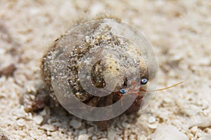 Blue-Eye Hermit Crab on Coral Reef