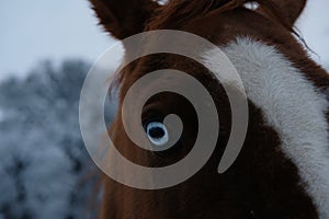 Blue eye of horse close up in winter