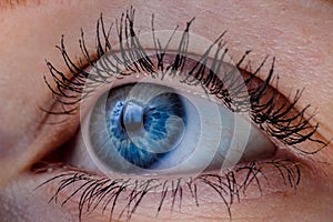 Blue eye macro close up