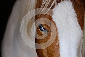 Blue eye of paint horse mare close up