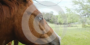 Blue eye of sorrel gelding horse closeup