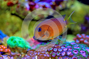 Blue Eye Tang Fish, Twospot Bristletooth - Ctenochaetus binotatus