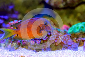 Blue Eye Tang Fish, Twospot Bristletooth - Ctenochaetus binotatus