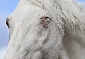 Blue eye of a white horse