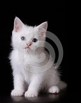 Blue eye white kitten