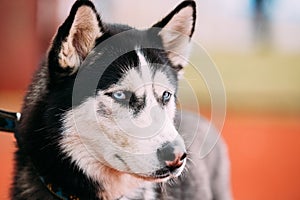 Blue-eyed Adult Siberian Husky Dog portrait