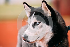 Blue-eyed Adult Siberian Husky Dog portrait