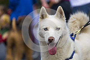 Blue eyed alaskan malamute