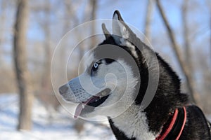 Blue-eyed black dog breed Siberian Husky