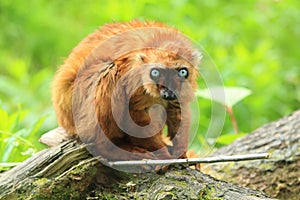 Blue-eyed black lemur