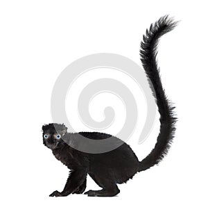 Blue-eyed black lemur, isolated