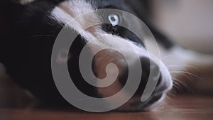 A blue-eyed black-and-white husky dog lies on the floor and thinks. Close-up Slow motion