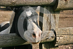 Blue eyed black and white pony