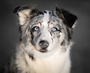 Blue Eyed Border Collie - Portrait