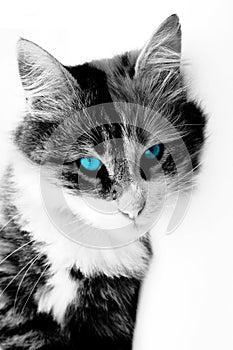 Blue-eyed cat