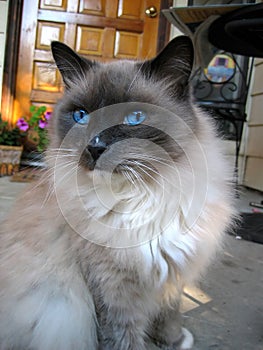 Blue Eyed Cat