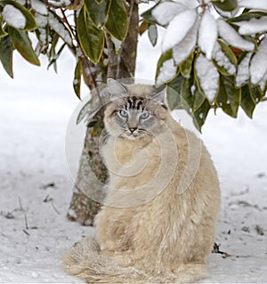 Blue-eyed Cat Under a Tree in the Snow