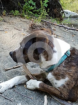 Blue eyed catahula dog