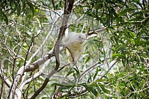 Blue-eyed cockatoo (Cacatua ophthalmica)