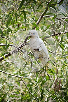 Blue-eyed cockatoo (Cacatua ophthalmica)