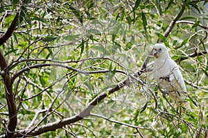 blue-eyed cockatoo (Cacatua ophthalmica)