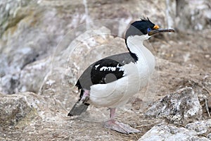 Blue-eyed cormorant or blue-eyed shag on New Island, Falkland Islands