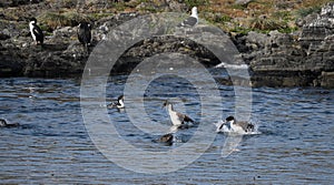 Blue Eyed Cormorants Bathing in Blue Water