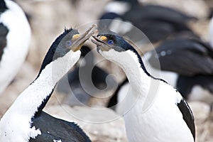 Blue-eyed cormorants on New Island, Falkland Islands. Couple of cormorants billing. Pair of shag birds with courtship behavior.