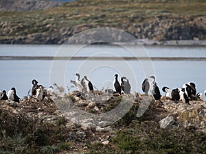 Blue-Eyed Cormorants on the Rocks in the Beagle Channel