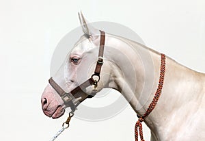 Blue-eyed Cremello akhal-teke horse