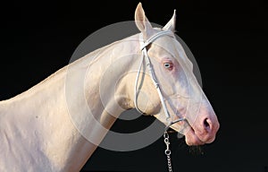 Blue-eyed Cremello akhal-teke horse in dark stable