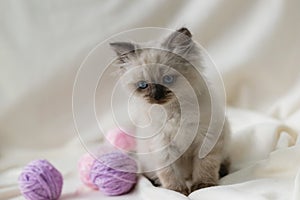 A blue-eyed cute kitten of the point color color plays on white plaid with lilac balls of woolen threads