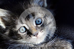blue-eyed dark kitten looks playfully with his big eyes