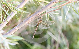 Blue-eyed Darner Dragonfly Aeshna multicolor Hanging From a Thick Branch in Northern Colorado