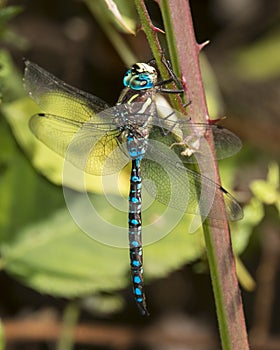 Blue-eyed Darner (dragonfly) perched on a plant stem.