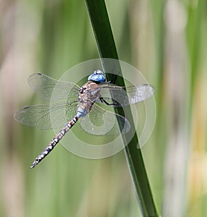 Blue-eyed Darner Resting on Water Grass