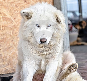 Blue Eyed Dog in Puerto Montt, Chile photo