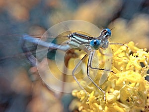 Blue-eyed dragonfly on a yellow flower