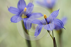 Blue-eyed grass flower