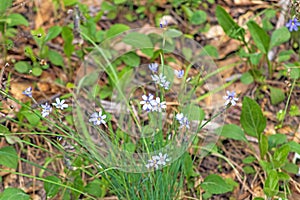 Blue-Eyed Grass growing wild