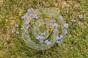 Blue-eyed grass, Sisyrinchium angustifolium flowers
