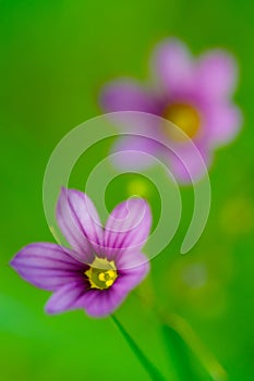 Blue Eyed Grass-Sisyrinchium rosulatum