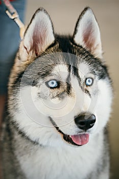 Blue-eyed Gray Adult Siberian Husky Dog