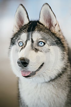 Blue-eyed Gray Adult Siberian Husky Dog portrait