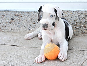 Blue-Eyed Great Dane puppy laying with orange ball